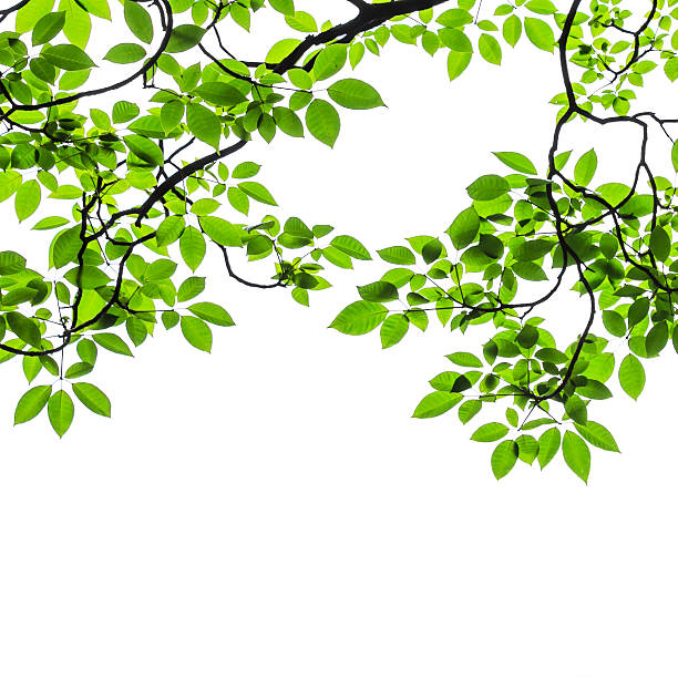 istock green leaves isolated on white background 517640273