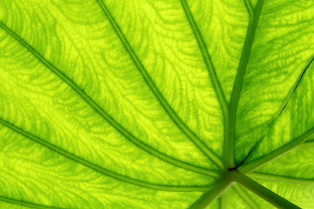 istock Closeup line and texture of green leaf 517640485