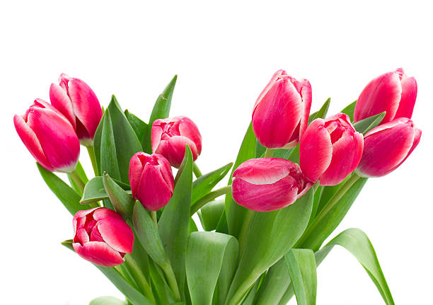 istock red   tulips bouquet close up 517640837