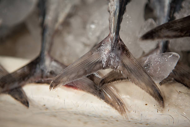 Fish tails, Deira Fish Market, Dubai, United Arab Emirates