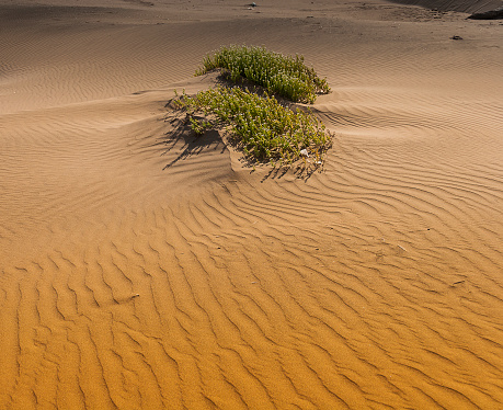 Foto de Parque Nacional Do Souss Masa e mais fotos de stock de Arranjar