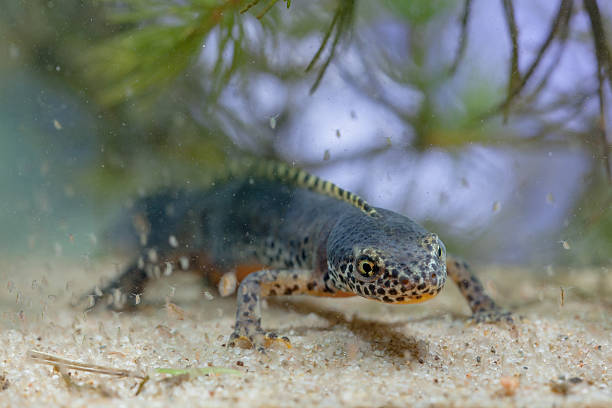 istock Submersed Alpine Newt with Daphnia 517642589