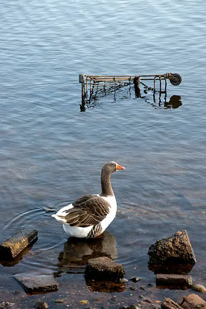 Photo of Goose and Shopping Trolley