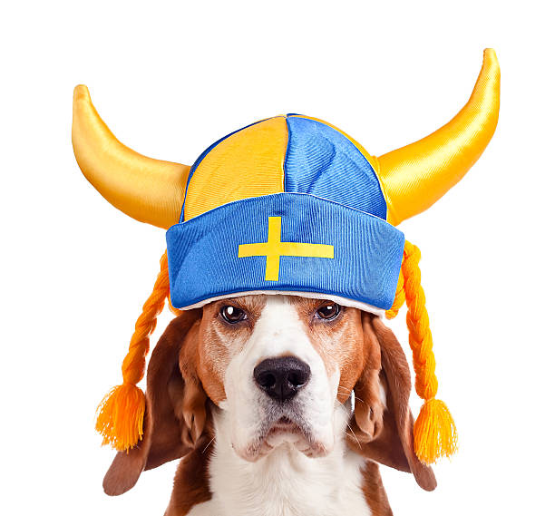 istock beagle in swedish hat , isolated on white 517642683