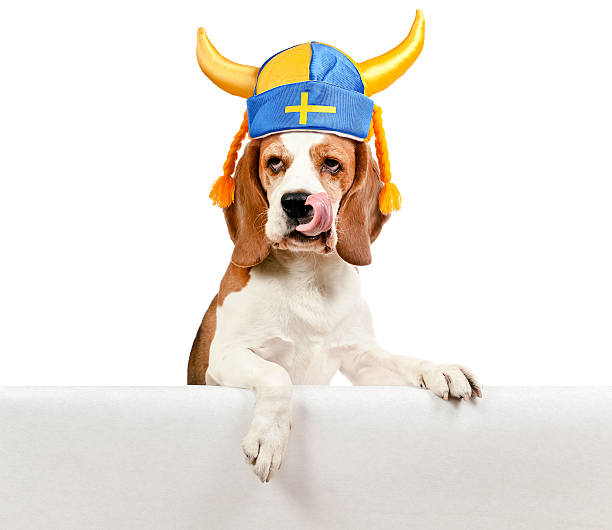 beagle in swedish hat  on white background