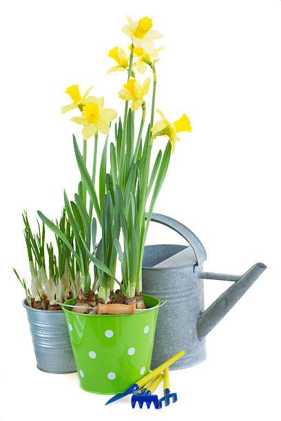 istock pot of daffodils with gardening tools 517644257