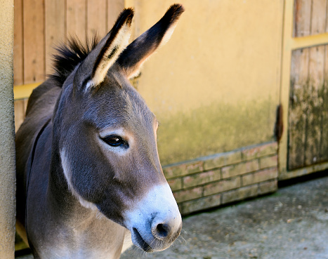 Gray Italian Sardinian Donkey Zoo in Rome