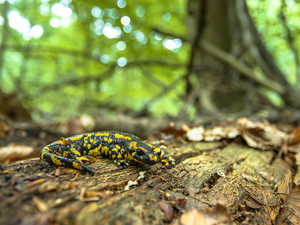 istock Salamandra in Natural Old Forest Habitat 517645163