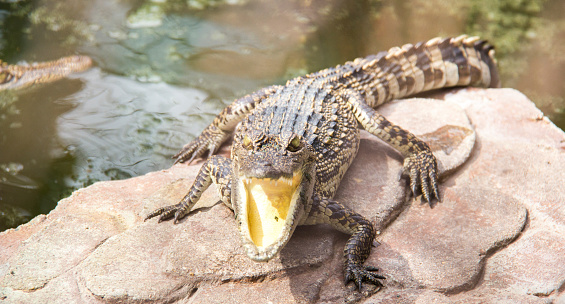Crocodile Is Open Thier Mouth Stock Photo Download Image Now Animal crocodile-is-open-thier-mouth-stock-photo-download-image-now-animal