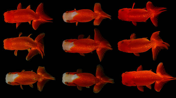 istock Top view Lion head goldfish on black background 517645395