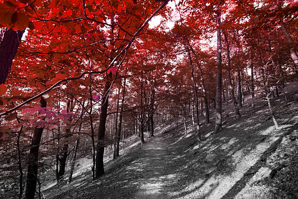 istock autumn in the park. 517646147