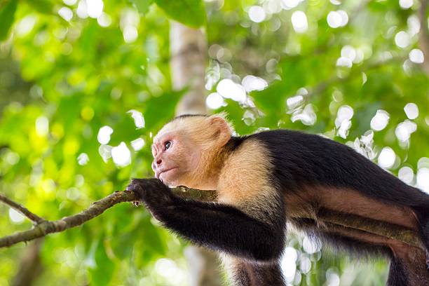 istock Close up of a capuchin monkey with trees in background 517646489