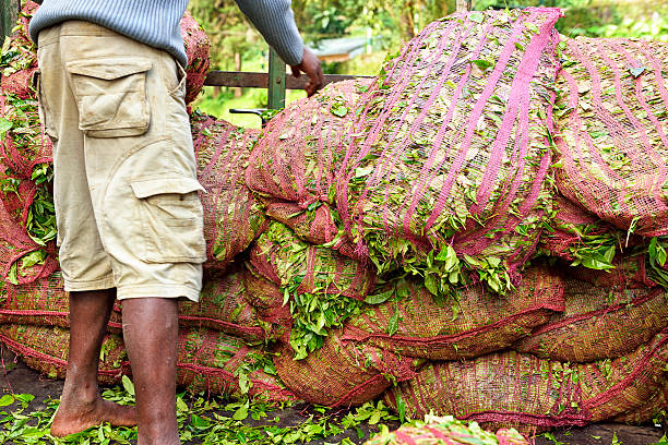 istock Harvesting of tea, Sri Lanka 517653186