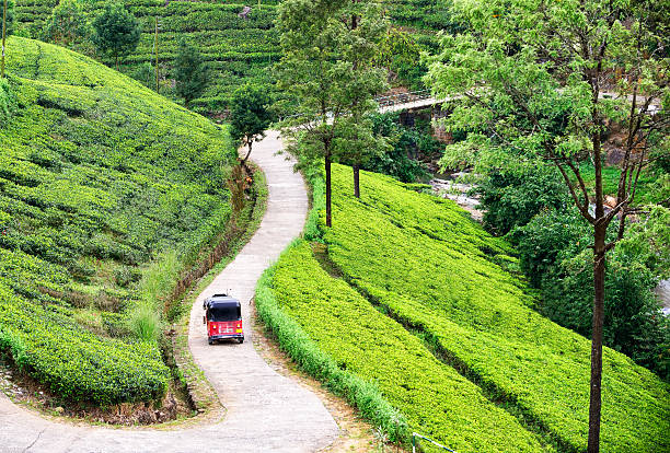 istock Tea Fields and tuk tuk in Sri Lanka 517653518