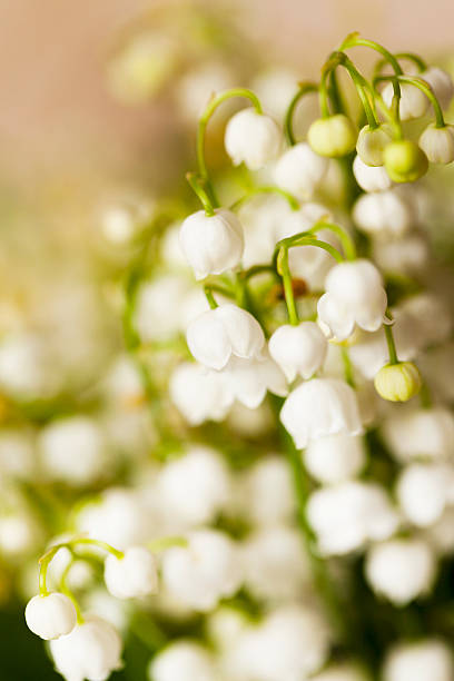 istock lilies of the valley 517654180