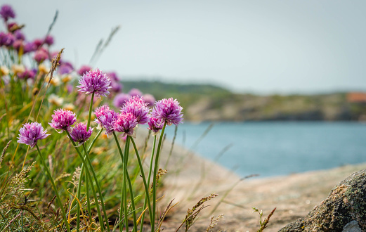 Wild chives at an island in the swedish archipelago