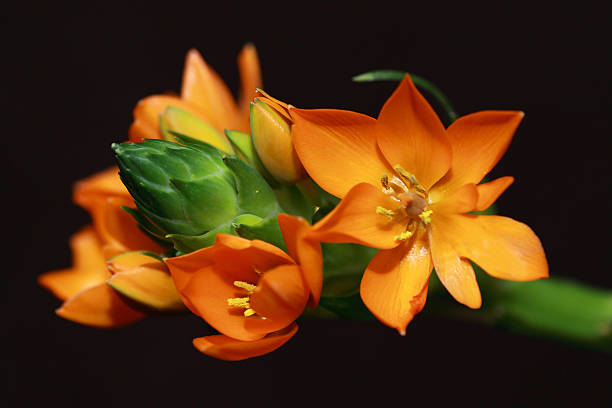 istock Arabicum, Star of Bethlehem flowers 517655298
