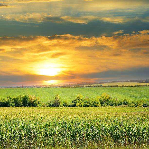 istock field and sunrise on blue sky 517656528