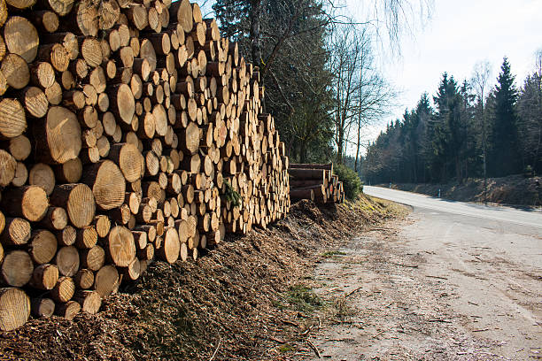istock Piles of timber along the forest road 517657450
