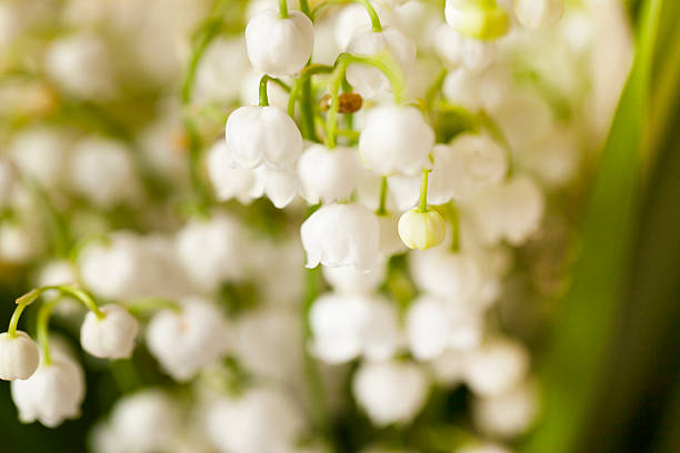 istock lilies of the valley 517660080