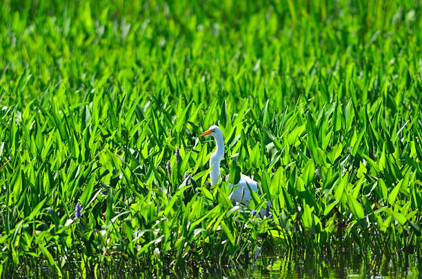 Bright green, backlit Pickerel weed next to water is the hunting ground for a hungry Great Egret