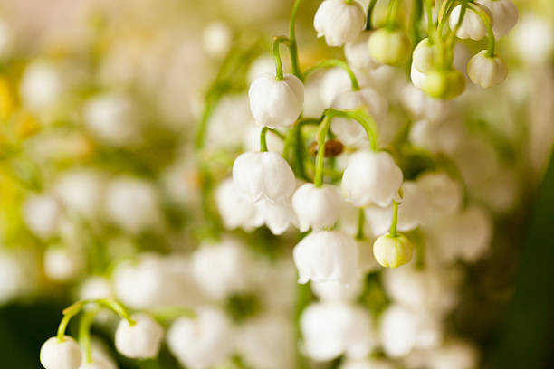 istock Flower lily of the valley 517660456