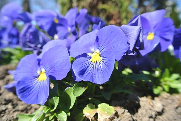 istock Purple spring flowers (garden pansies) in the garden 517661856