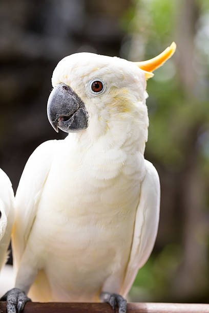 istock Sulphur-crested Cockatoo, Cacatua galerita perched on branches 517661872