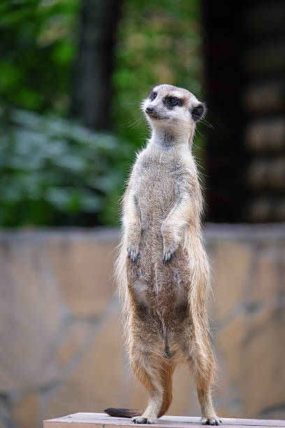 istock Meerkat guarding the territory 517663022