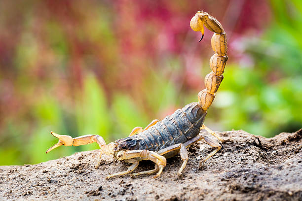 Scorpion in attack position stock photo