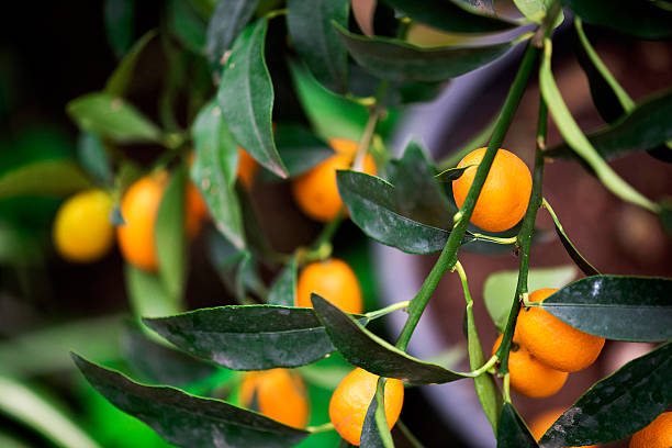 istock Close-up of Tangerines 517663868