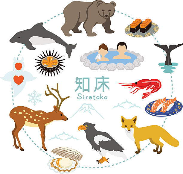 illustrazioni stock, clip art, cartoni animati e icone di tendenza di turismo-icone piatte di shiretoko - meal whale mammal animal