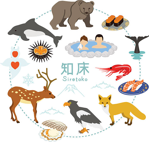 shiretoko-płaskie ikony turystyka - meal whale mammal animal stock illustrations