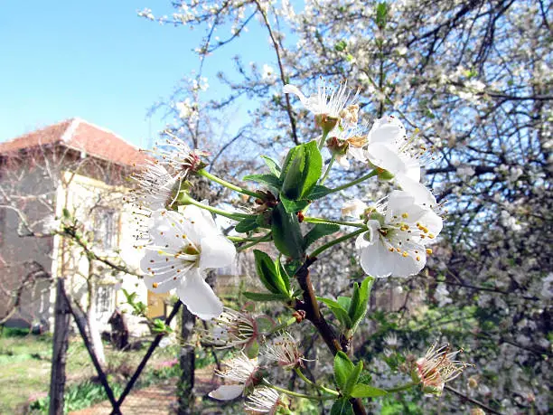 Photo of Spring nature