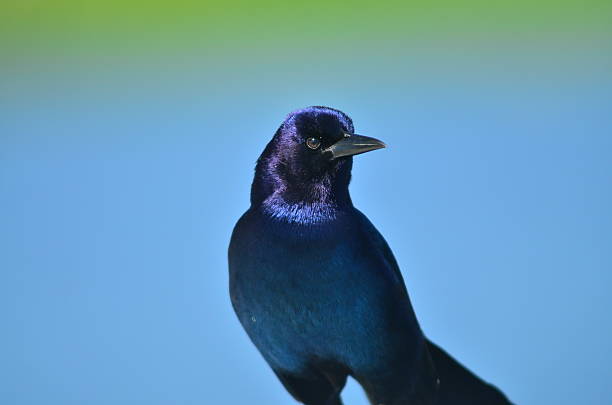 istock Boat tailed grackle bird with iridescnet plumage 517664692