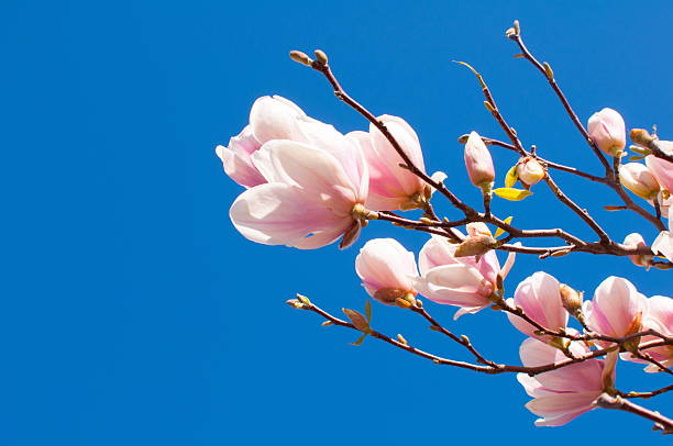 istock Spring Magnolia Flowers and Blue Sky 517664710