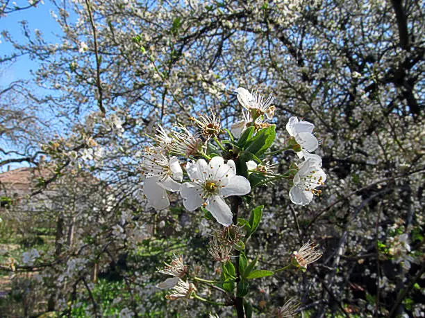 Photo of Spring nature