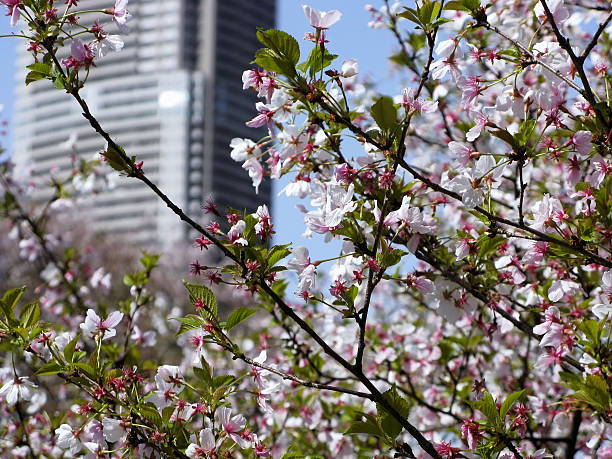 istock Sakura blossom in Japan 517668484