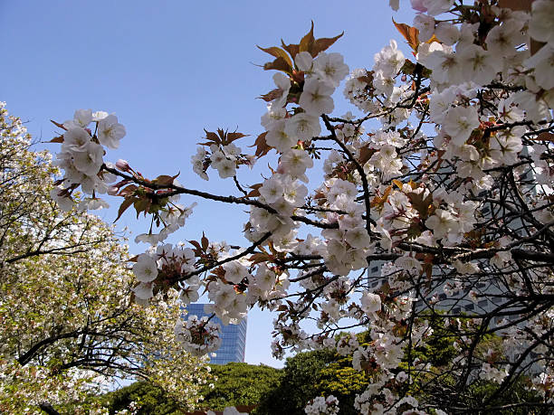 istock Sakura blossom in Japan 517668624