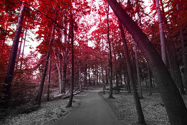 istock autumn in the park. 517671343