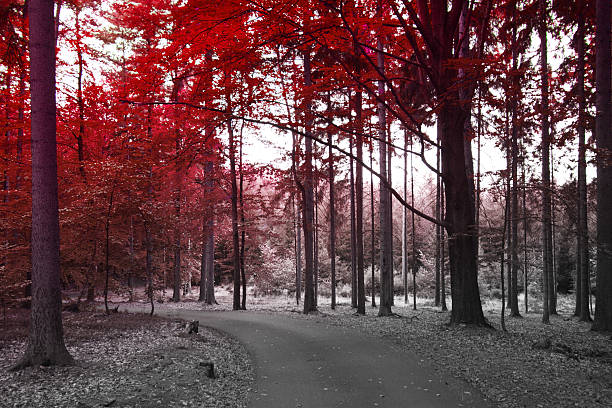 istock autumn in the park. 517671353