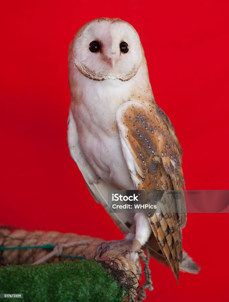 Barn owl perched Portrait of a barn owl perched over red background. Tyto alba Animal Stock Photo