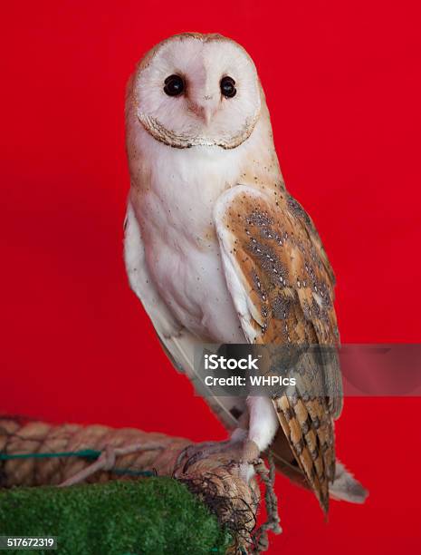 Barn Owl Perched Stock Photo - Download Image Now - Animal, Animal Wildlife, Animals Hunting