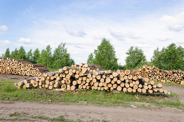 Wood fell industry. Stack birch and pine tree logs Wood felling industry. Stacked birch and pine tree logs in autumn. fuelwood stock pictures, royalty-free photos & images