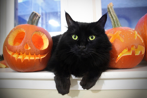 Black cat sitting in window sill surrounded by carved pumpkins.