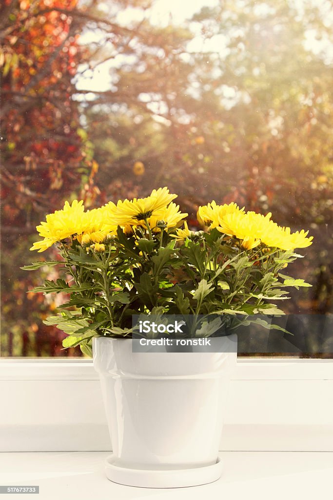 flowerpot with yellow chrysanthemum on window sill white flowerpot with yellow chrysanthemum on window sill Autumn Stock Photo