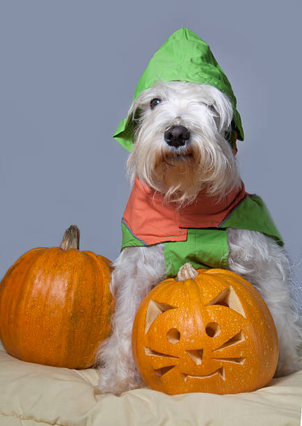 istock dog with trick or treat pumpkin 517674737