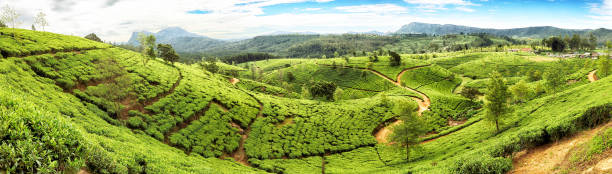 tee terrassen von sri lanka - ceylon tea stock-fotos und bilder