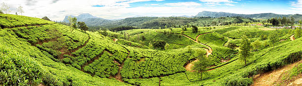 Tea Terraces of Sri Lanka Huge tea plantation in Sri Lanka. sri lanka pattern stock pictures, royalty-free photos & images