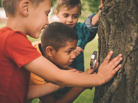 Three boys in a park using a magnifying glass to study a tree trunk together